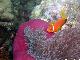 Malediven-Anemonenfisch